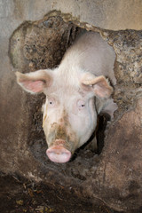 Mother pig looking out of a hole in the wall