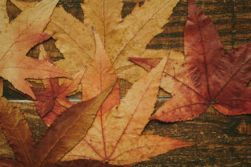 Beautiful leaves from the autumn