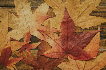 Beautiful leaves from the autumn