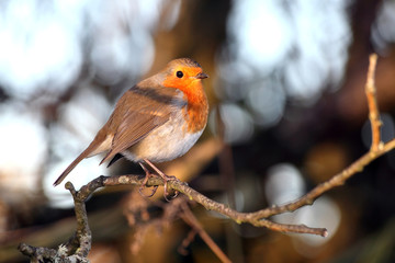 Robin redbreast ( Erithacus rubecula) on a branch of a winter woodland tree