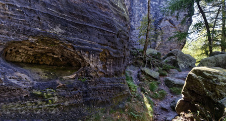 Close up of a deformation in a tree bark