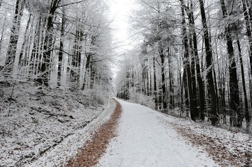 Winter forest with snow