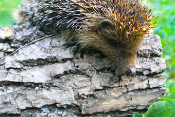 Hedgehog on the log