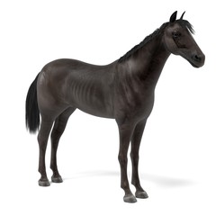realistic 3d render of black horse © bescec