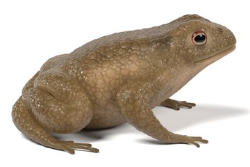 realistic 3d render of toad - bufo bufo