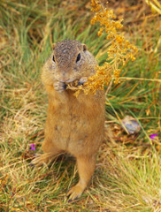 Eating Ground Squirrel