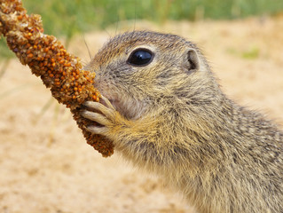 Eating Ground Squirrel