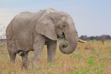 Fototapeta na wymiar African Elephant Background - Life is a Curl