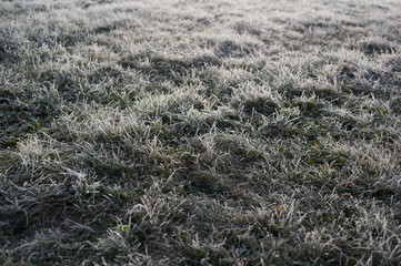 Frozen grass covered with hoarfrost during winter season.