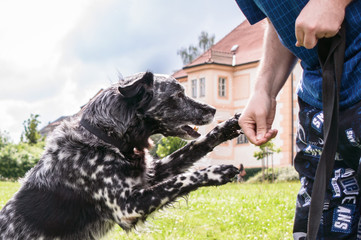 Close up of a dog shaking hands with a man