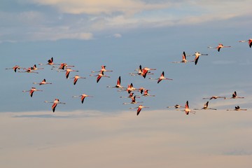 Panele Szklane Podświetlane  Lot flamingów - tło afrykańskiego dzikiego ptaka - kolor migracji