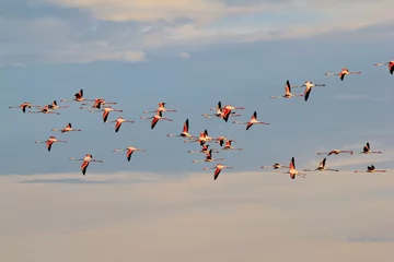 Photo sur Aluminium Flamant Flamingo Flight - African Wild Bird Background - Migration Color
