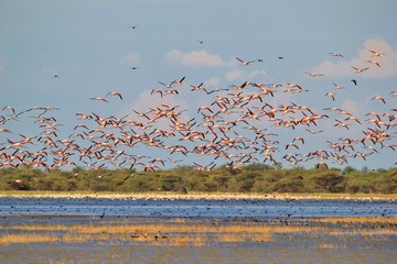 Panele Szklane Podświetlane  Setki flamingów - tło afrykańskich dzikich ptaków - akcja i aktywność w dziczy