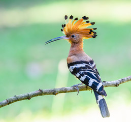Hoopoe or common hoopoe (Upupa epops), beautiful bird on branch with green background,Thailand. © Narupon
