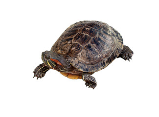large amphibious turtle