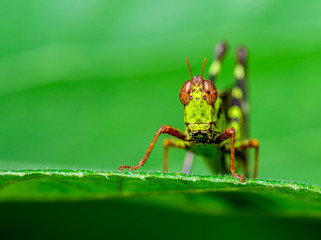 The Monkey grasshoppers(Erianthus serratus), beautiful grasshopper on Leaves with green background.