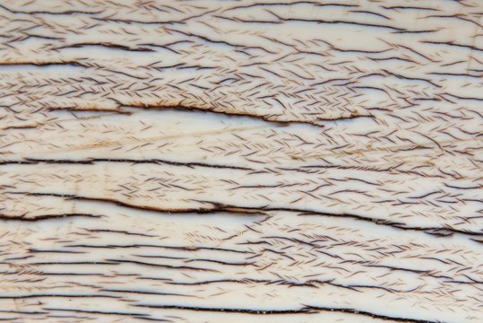 Fototapeta Elephant Ivory Background - Texture of Iconic Materials in Nature