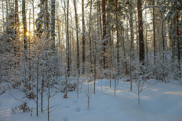 winter forest in the sun
