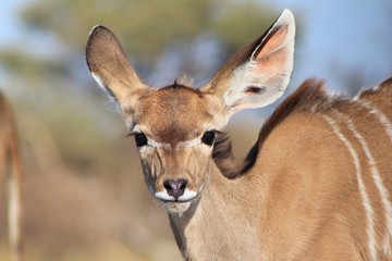 Kudu Antelope - African Wildlife Background - Baby Animal Expressions