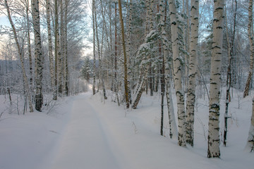beautiful winter forest