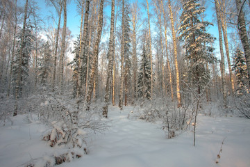 beautiful winter forest