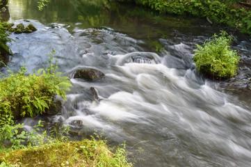 Naklejka na ściany i meble Flow of water across a forest