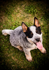 Vignette shot of a dog with its tongue out