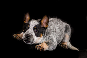 A close up of a dog with its face leaning ahead