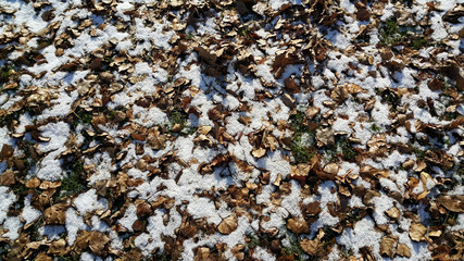 First snow in the park