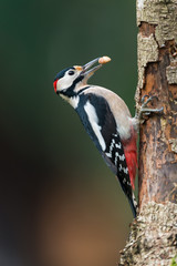 Great spotted woodpecker