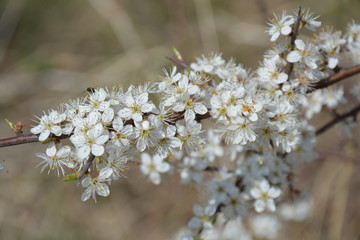 A bunch of smal, white flowers on a branch