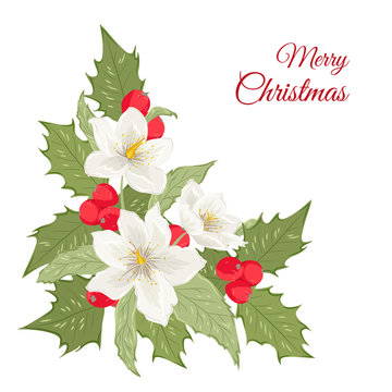Isolated bouquet of hellebore winter rose flowers and mistletoe holly berries. Vector design element. Merry Christmas card template with text placeholder.