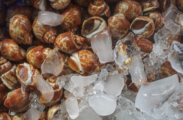 shellfish for sale in market