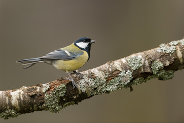 Great tit