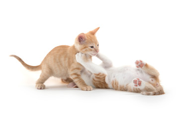 Two cute kittens playing