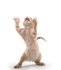 cute kitten playing on white background