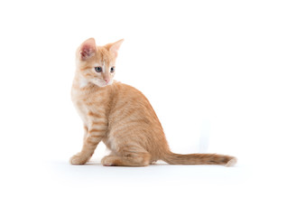 cute kitten playing on white background