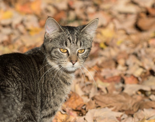 Naklejka na ściany i meble tabby cat in fall leaves