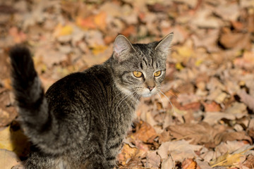 Naklejka na ściany i meble tabby cat in fall leaves