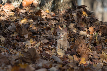 Kitten in leaves