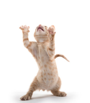 Fototapeta cute kitten playing on white background