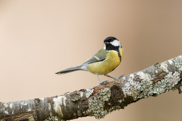 Great tit