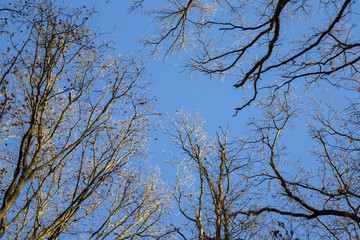 Beautiful colorful autumn trees with blue sky
