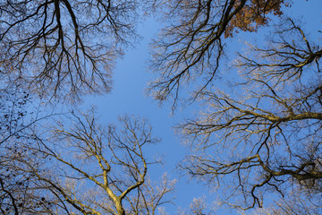 Beautiful colorful autumn trees with blue sky