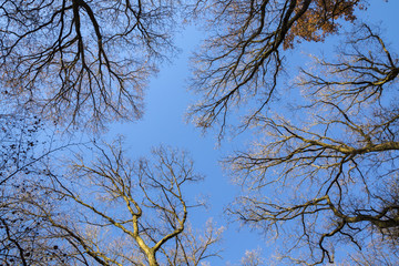 Beautiful colorful autumn trees with blue sky