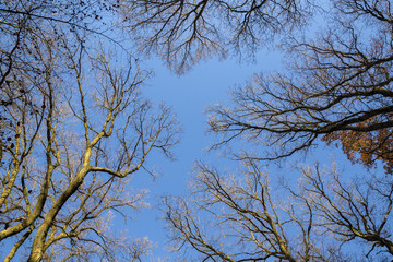 Beautiful colorful autumn trees with blue sky