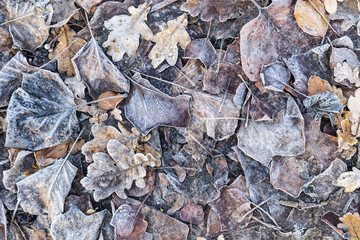 autumn oak leaves with frost
