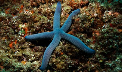 Blue starfish on a sea floor