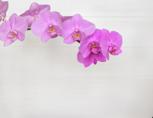 Orchid flowers on a background of a wooden wall.