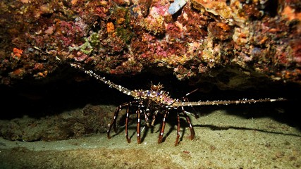 Spooky creature under a vibrant rock